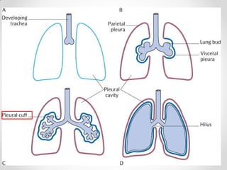 Pleurae,  Trachea & Principal Bronchi By Dr Rabia Inam Gandapore.pptx