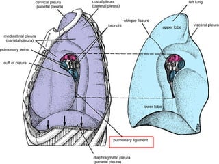 Pleurae,  Trachea & Principal Bronchi By Dr Rabia Inam Gandapore.pptx