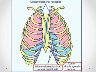 Pleurae,  Trachea & Principal Bronchi By Dr Rabia Inam Gandapore.pptx
