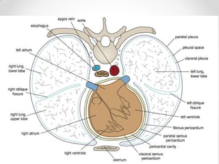 Pleurae,  Trachea & Principal Bronchi By Dr Rabia Inam Gandapore.pptx