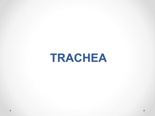 TRACHEA
 