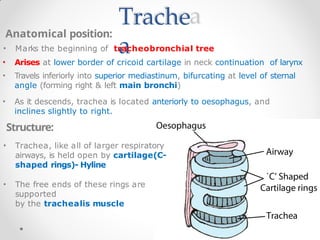 Trache
a
Anatomical position:
• Marks the beginning of tracheobronchial tree
• Arises at lower border of cricoid cartilage in neck continuation of larynx
• Travels inferiorly into superior mediastinum, bifurcating at level of sternal
angle (forming right & left main bronchi)
• As it descends, trachea is located anteriorly to oesophagus, and
inclines slightly to right.
Structure:
• Trachea, like all of larger respiratory
airways, is held open by cartilage(C-
shaped rings)- Hyline
• The free ends of these rings are
supported
by the trachealis muscle
 