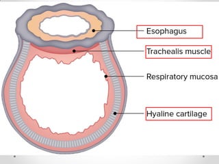 Pleurae,  Trachea & Principal Bronchi By Dr Rabia Inam Gandapore.pptx