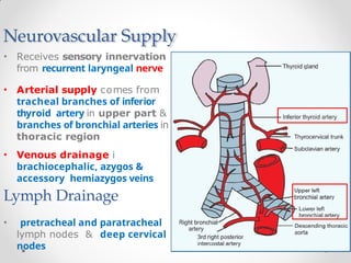Neurovascular Supply
• Receives sensory innervation
from recurrent laryngeal nerve
• Arterial supply comes from
tracheal branches of inferior
thyroid artery in upper part &
branches of bronchial arteries in
thoracic region
• Venous drainage i
brachiocephalic, azygos &
accessory hemiazygos veins
Lymph Drainage
• pretracheal and paratracheal
lymph nodes & deep cervical
nodes
 