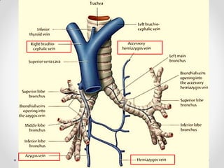 Pleurae,  Trachea & Principal Bronchi By Dr Rabia Inam Gandapore.pptx