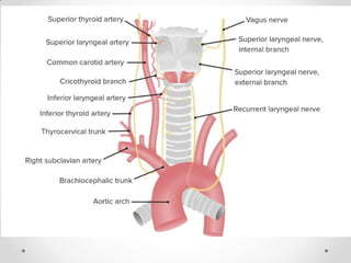 Pleurae,  Trachea & Principal Bronchi By Dr Rabia Inam Gandapore.pptx