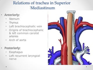 Relations of trachea in Superior
Mediastinum
• Anteriorly:
• Sternum
• Thymus
• Left brachiocephalic vein
• Origins of brachiocephalic
& left common carotid
arteries
• Arch of aorta
• Posteriorly:
• Esophagus
• Left recurrent laryngeal
nerve
 