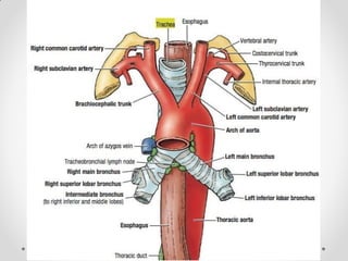 Pleurae,  Trachea & Principal Bronchi By Dr Rabia Inam Gandapore.pptx