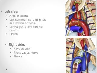 • Left side:
• Arch of aorta
• Left common carotid & left
subclavian arteries,
• Left vagus & left phrenic
nerves
• Pleura
• Right side:
• Azygos vein
• Right vagus nerve
• Pleura
 