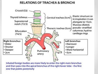 Pleurae,  Trachea & Principal Bronchi By Dr Rabia Inam Gandapore.pptx