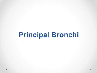 Principal Bronchi
 
