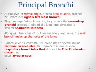 Principal Bronchi
• At the level of sternal angle, behind arch of aorta, trachea
bifurcates into right & left main bronchi
• They undergo further branching to produce the secondary
bronchi supplies a lobe of the lung, and gives rise to
several segmental bronchi
• Along with branches of pulmonary artery and veins, the main
bronchi make up the roots of the lungs
• Bronchi divide dichotomously, giving rise to several million
terminal bronchioles that terminate in one or more
respiratory bronchioles that divides into 2 to 11 alveolar
ducts that
enter alveolar sacs
 