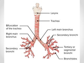 Pleurae,  Trachea & Principal Bronchi By Dr Rabia Inam Gandapore.pptx