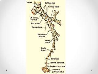 Pleurae,  Trachea & Principal Bronchi By Dr Rabia Inam Gandapore.pptx