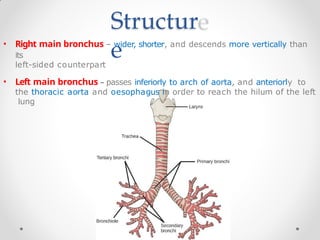 Structur
e
• Right main bronchus – wider, shorter, and descends more vertically than
its
left-sided counterpart
• Left main bronchus – passes inferiorly to arch of aorta, and anteriorly to
the thoracic aorta and oesophagus in order to reach the hilum of the left
lung
 