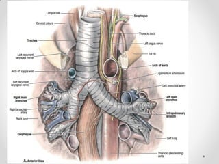 Pleurae,  Trachea & Principal Bronchi By Dr Rabia Inam Gandapore.pptx