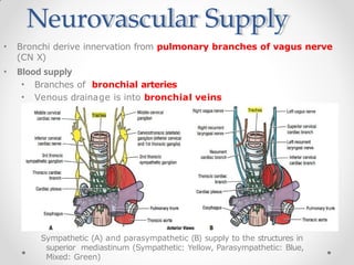 Neurovascular Supply
• Bronchi derive innervation from pulmonary branches of vagus nerve
(CN X)
• Blood supply
• Branches of bronchial arteries
• Venous drainage is into bronchial veins
Sympathetic (A) and parasympathetic (B) supply to the structures in
superior mediastinum (Sympathetic: Yellow, Parasympathetic: Blue,
Mixed: Green)
 