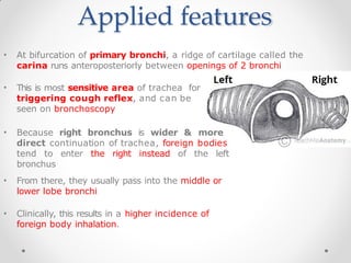 Applied features
• At bifurcation of primary bronchi, a ridge of cartilage called the
carina runs anteroposteriorly between openings of 2 bronchi
• This is most sensitive area of trachea for
triggering cough reflex, and can be
seen on bronchoscopy
• Because right bronchus is wider & more
direct continuation of trachea, foreign bodies
tend to enter the right instead of the left
bronchus
• From there, they usually pass into the middle or
lower lobe bronchi
• Clinically, this results in a higher incidence of
foreign body inhalation.
 