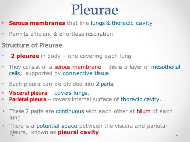 Pleurae, Trachea & Principal Bronchi By Dr Rabia Inam Gandapore.pptx