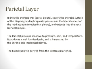 Parietal Layer
It lines the thoracic wall (costal pleura), covers the thoracic surface
of the diaphragm (diaphragmatic pleura) and the lateral aspect of
the mediastinum (mediastinal pleura), and extends into the neck
(cervical pleura).
The Parietal pleura is sensitive to pressure, pain, and temperature.
It produces a well localized pain, and is innervated by
the phrenic and intercostal nerves.
The blood supply is derived from the intercostal arteries.
 
