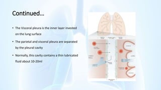 Continued…
• The Visceral pleura is the inner layer invested
on the lung surface
• The parietal and visceral pleura are separated
by the pleural cavity
• Normally, this cavity contains a thin lubricated
fluid about 10-20ml
 