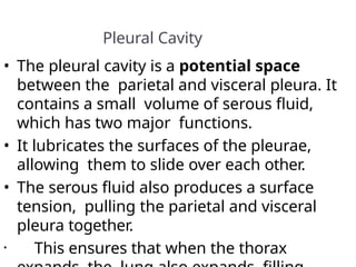 Pleural Cavity
• The pleural cavity is a potential space
between the parietal and visceral pleura. It
contains a small volume of serous fluid,
which has two major functions.
• It lubricates the surfaces of the pleurae,
allowing them to slide over each other.
• The serous fluid also produces a surface
tension, pulling the parietal and visceral
pleura together.
• This ensures that when the thorax
 