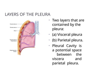 LAYERS OF THE PLEURA
• Two layers that are
contained by the
pleura:
• (a) Visceral pleura
• (b) Parietal pleura.
• Pleural Cavity is
a potential space
between the
viscera and
parietal pleura.
 