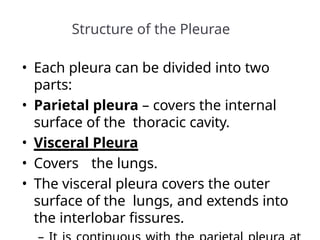 Structure of the Pleurae
• Each pleura can be divided into two
parts:
• Parietal pleura – covers the internal
surface of the thoracic cavity.
• Visceral Pleura
• Covers the lungs.
• The visceral pleura covers the outer
surface of the lungs, and extends into
the interlobar fissures.
 