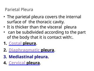 Parietal Pleura
• The parietal pleura covers the internal
surface of the thoracic cavity.
• It is thicker than the visceral pleura
• can be subdivided according to the part
of the body that it is contact with:.
1. Costal pleura.
2. Diaphragmatic pleura.
3. Mediastinal pleura.
4. Cervical pleura.
 