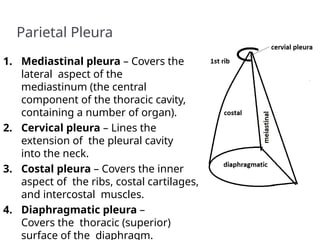 Parietal Pleura
1. Mediastinal pleura – Covers the
lateral aspect of the
mediastinum (the central
component of the thoracic cavity,
containing a number of organ).
2. Cervical pleura – Lines the
extension of the pleural cavity
into the neck.
3. Costal pleura – Covers the inner
aspect of the ribs, costal cartilages,
and intercostal muscles.
4. Diaphragmatic pleura –
Covers the thoracic (superior)
surface of the diaphragm.
 