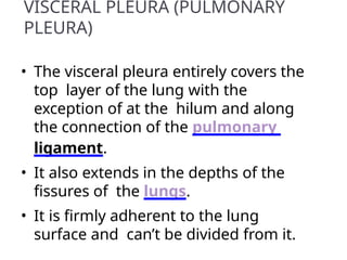 VISCERAL PLEURA (PULMONARY
PLEURA)
• The visceral pleura entirely covers the
top layer of the lung with the
exception of at the hilum and along
the connection of the pulmonary
ligament.
• It also extends in the depths of the
fissures of the lungs.
• It is firmly adherent to the lung
surface and can’t be divided from it.
 