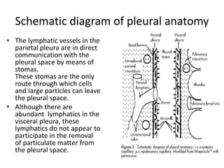 Schematic diagram of pleural anatomy
• The lymphatic vessels in the
parietal pleura are in direct
communication with the
p...