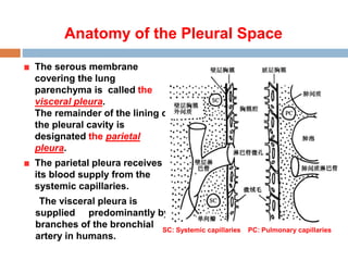 Pleuraleffusions | PPTX