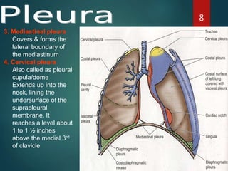 About The Ligaments Of The Pleural Dome – EPWFC