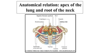 respiratory system anatomy Pleura & Lungs dr khalid.pptx