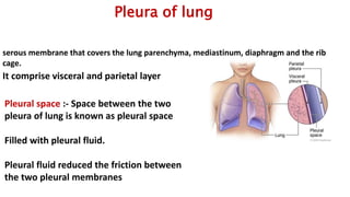 Pleura of lung
serous membrane that covers the lung parenchyma, mediastinum, diaphragm and the rib
cage.
It comprise visceral and parietal layer
Pleural space :- Space between the two
pleura of lung is known as pleural space
Filled with pleural fluid.
Pleural fluid reduced the friction between
the two pleural membranes
 