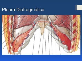 Pleura Diafragmática
 