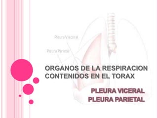 ORGANOS DE LA RESPIRACION
CONTENIDOS EN EL TORAX
PLEURA VICERAL
PLEURA PARIETAL
 