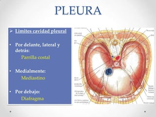 PLEURA
 Limites cavidad pleural

• Por delante, lateral y
  detrás:
    Parrilla costal

• Medialmente:
    Mediastino

• Por debajo:
    Diafragma
 