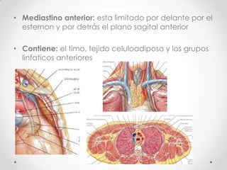 • Mediastino anterior: esta limitado por delante por el
  esternon y por detrás el plano sagital anterior

• Contiene: el timo, tejido celuloadiposo y los grupos
  linfaticos anteriores
 