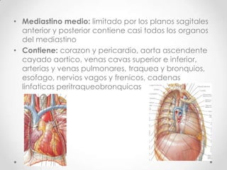 • Mediastino medio: limitado por los planos sagitales
  anterior y posterior contiene casi todos los organos
  del mediastino
• Contiene: corazon y pericardio, aorta ascendente
  cayado aortico, venas cavas superior e inferior,
  arterias y venas pulmonares, traquea y bronquios,
  esofago, nervios vagos y frenicos, cadenas
  linfaticas peritraqueobronquicas
 