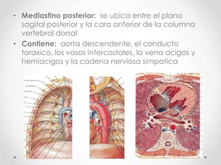 • Mediastino posterior: se ubica entre el plano
  sagital posterior y la cara anterior de la columna
  vertebral dorsal
• Contiene: aorta descendente, el conducto
  toraxico, los vasos intercostales, la vena acigos y
  hemiacigos y la cadena nerviosa simpatica
 