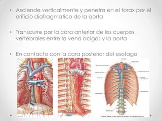 • Asciende verticalmente y penetra en el torax por el
  orificio diafragmatico de la aorta

• Transcurre por la cara anterior de los cuerpos
  vertebrales entre la vena acigos y la aorta

• En contacto con la cara posterior del esofago
 