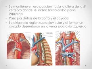 • Se mantiene en esa posicion hasta la altura de la 5ª
  vertebra donde se inclina hacia arriba y a la
  izquierda
• Pasa por detrás de la aorta y el cayado
• Se dirige a la region supraclavicular y al formar un
  cayado desemboca en la vena subclavia izquierda
 