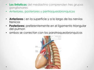 • Los linfaticos del mediastino comprenden tres grupos
  ganglionares:
• Anteriores, posteriores y peritraqueobronquicos

• Anteriores : en la superficie y a lo largo de los nervios
  frenicos
• Posteriores: preferentemente en el ligamento triangular
  del pulmon
• ambos se conectan con los paratraqueobronquicos
 