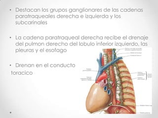 • Destacan los grupos ganglionares de las cadenas
  paratraqueales derecha e izquierda y los
  subcarinales

• La cadena paratraqueal derecha recibe el drenaje
  del pulmon derecho del lobulo inferior izquierdo, las
  pleuras y el esofago

• Drenan en el conducto
 toracico
 