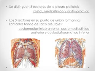 • Se distinguen 3 sectores de la pleura parietal:
                  costal, mediastinica y diafragmatica

• Los 3 sectores en su punto de union forman los
  llamados fondo de saco pleurales:
         costomediastinico anterior, costomediastinico
                 posterior y costodiafragmatico inferior
 