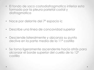 • El fondo de saco costodiafragmatico inferior esta
  formado por la pleura parietal costal y
  diafragmatica

• Nace por delante del 7º espacio ic

• Describe una linea de concavidad superior

• Desciende lateralmente y alzcanza su punto
  declive en la parte media de la 11ª costilla

• Se torna ligeramente ascendente hacia atrás para
  alcanzar el borde superior del cuello de la 12ª
  costilla
 