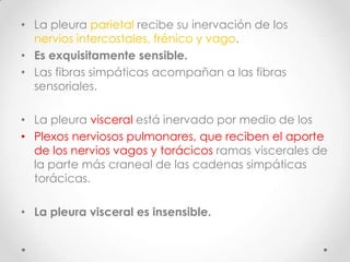• La pleura parietal recibe su inervación de los
  nervios intercostales, frénico y vago.
• Es exquisitamente sensible.
• Las fibras simpáticas acompañan a las fibras
  sensoriales.

• La pleura visceral está inervado por medio de los
• Plexos nerviosos pulmonares, que reciben el aporte
  de los nervios vagos y torácicos ramas viscerales de
  la parte más craneal de las cadenas simpáticas
  torácicas.

• La pleura visceral es insensible.
 