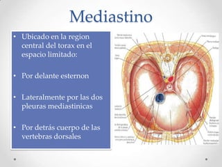 Mediastino
• Ubicado en la region
  central del torax en el
  espacio limitado:

• Por delante esternon

• Lateralmente por las dos
  pleuras mediastinicas

• Por detrás cuerpo de las
  vertebras dorsales
 